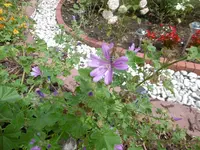 P1010335malve.webp