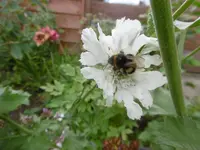 P1010331witwenblume.webp