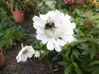 P1010328witwenblume.webp