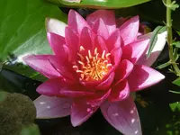 P1010341seerose.webp