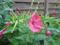 P1010332wunderblume.webp