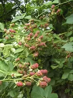 BILD7543.webp