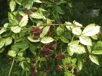 BILD7601.webp
