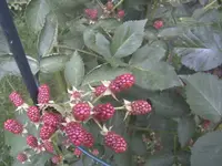 BILD7602.webp