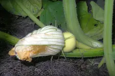 IMGP1340.webp
