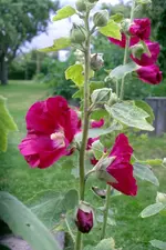 IMGP1344.JPG