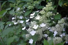 IMGP1349.webp