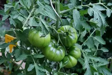 TomatenJuli1611.webp