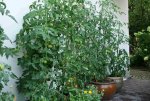 Tomaten8914.jpg