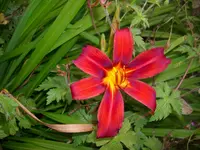 DSCI0456.webp