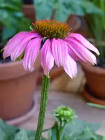 P1020213.webp
