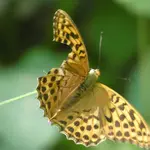 P1000747.jpg