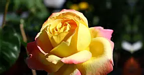 1400-729.webp