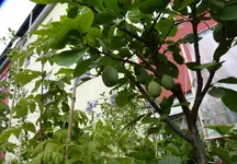 Pflaume.webp