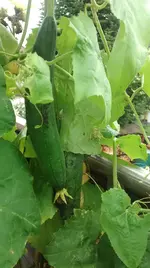 IMG_20170714_165910060.webp