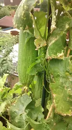 IMG_20170714_165957542.jpg