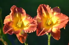albertsämling.webp