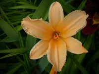 DSCI0460.webp