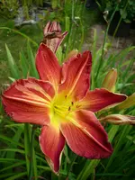 DSCI0462.webp