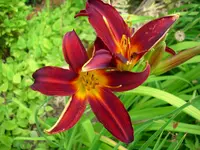 DSCI0463.jpg