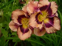 DSCI0466.webp