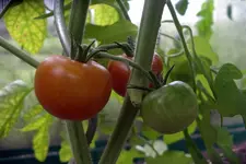 IMGP1351.webp