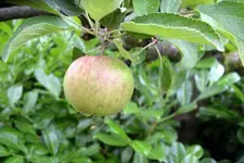 IMGP1353.JPG