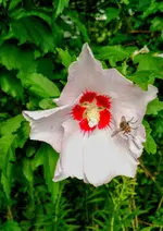 IMG_20170714_171439132.webp