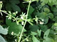 2017-07-11_19-12-48_359.jpg