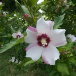 P1010033.webp