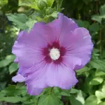 P1010040.webp