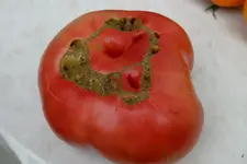 Gregori Altai 825g0508b.webp