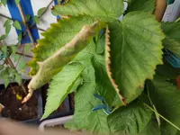 20170716_Brombeere.jpg