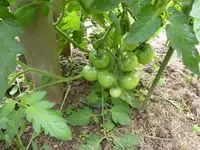 P1020837.webp