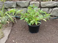 Weigelie damals.webp