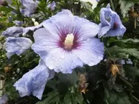 Bilda308.webp