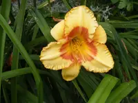 Taglilie mit Auge.webp