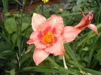 Taglilie dunkelorange.webp