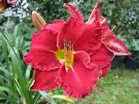 red grace 2_1067x800.webp