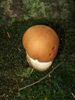 sommersteinpilz_600x800.webp