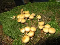 stockschwämmchen_1067x800.JPG