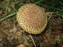 röhrling_1067x800.webp