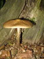 dachpilz_600x800.webp