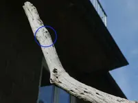 Schlupfwesp 01.webp