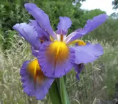 Iris spu 07.jpg