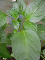 DSCN0030.webp