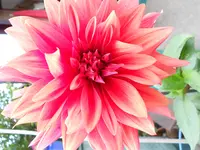 DSCN0026.webp