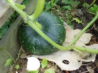 DSCN0032.webp