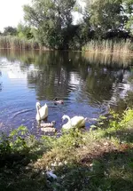 167 007.webp