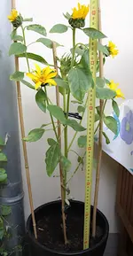 sonnenblume_170716.webp